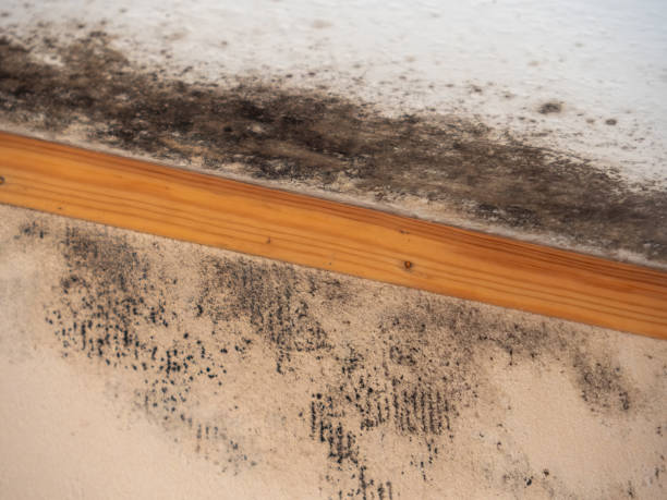 Best Industrial Mold Remediation  in West Bountiful, UT