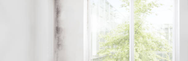 Mold Documentation for Insurance Claims in West Bountiful, UT