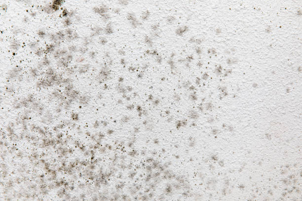 Trusted West Bountiful, UT Mold Removal Experts