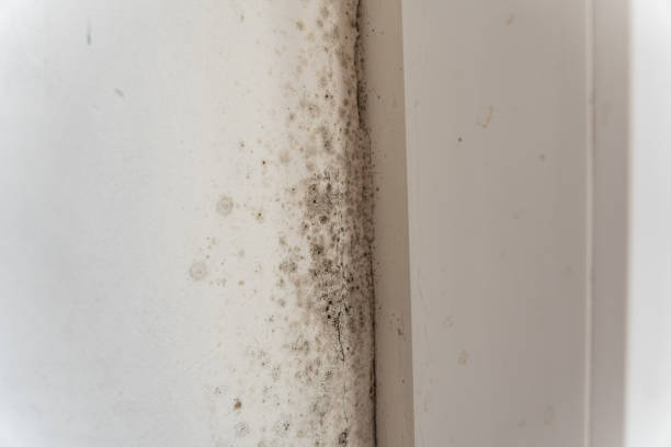 Asbestos and Lead Testing During Mold Inspection in West Bountiful, UT